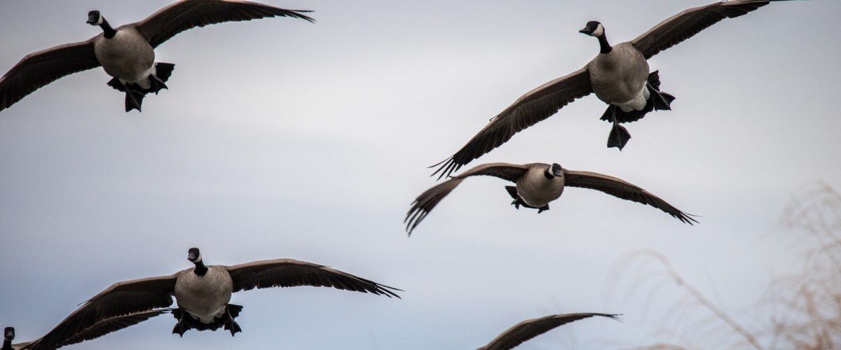 Geese flying in the sky
